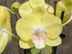 Double Spikes Phalaenopsis Yellow Butterfly Big Lip (3” pot) - Image 4
