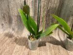 Double Spikes Phalaenopsis Yellow Butterfly Big Lip (3” pot) - Image 10