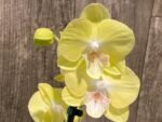 Double Spikes Phalaenopsis Yellow Butterfly Big Lip (3” pot) - Image 5