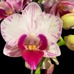 Double Spikes Phalaenopsis Younghome Pure Ballet (3” pot)