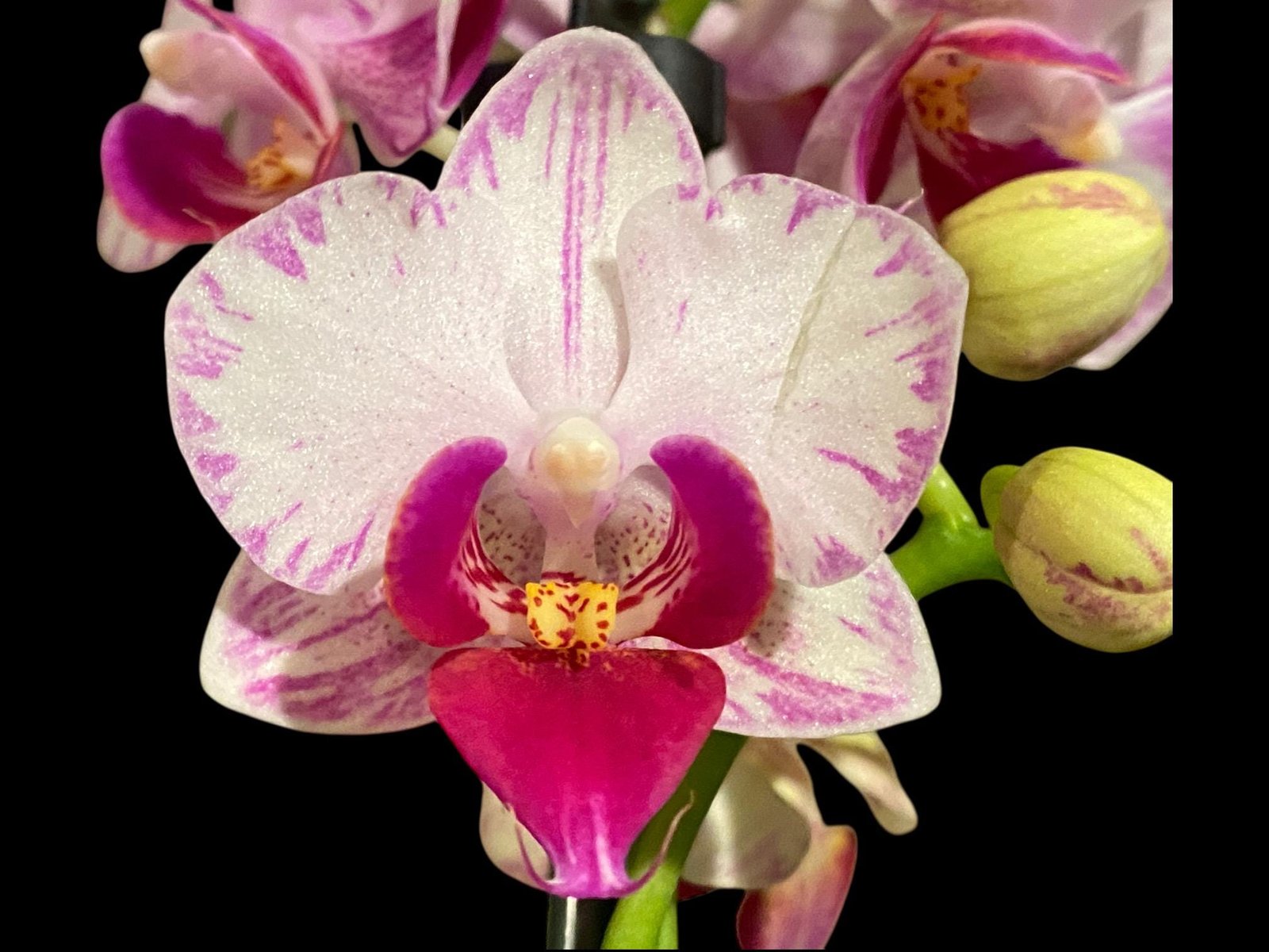 il_fullxfull.8599324526_8yg0.jpg Double Spikes Phalaenopsis Younghome Pure Ballet (3” pot) - Image 1