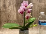 Double Spikes Phalaenopsis Younghome Pure Ballet (3” pot) - Image 6