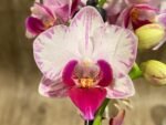 Double Spikes Phalaenopsis Younghome Pure Ballet (3” pot) - Image 3