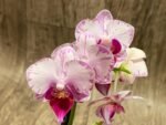 Double Spikes Phalaenopsis Younghome Pure Ballet (3” pot) - Image 5