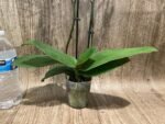 Phalaenopsis Yu Pin Fireworks (Dtps World Class 'Bigfoot' x Dtps Sogo Dove) (3.5" pot) - Image 8