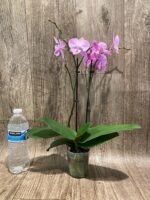 Phalaenopsis Yu Pin Fireworks (Dtps World Class 'Bigfoot' x Dtps Sogo Dove) (3.5" pot) - Image 7