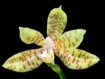 Phalaenopsis reichenbachiana x sib (3" pot)