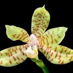 Phalaenopsis reichenbachiana x sib (3" pot)
