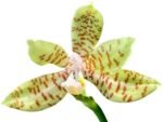 Phalaenopsis reichenbachiana x sib (3" pot) - Image 2