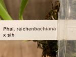 Phalaenopsis reichenbachiana x sib (3" pot) - Image 8