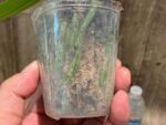 Phalaenopsis reichenbachiana x sib (3" pot) - Image 6