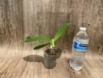 Phalaenopsis reichenbachiana x sib (3" pot) - Image 5