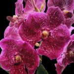Vanda Fantastic Fanfare "Sarm Ng” Blooming Size (3.5” basket)
