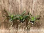 Vanda Fantastic Fanfare "Sarm Ng” Blooming Size (3.5” basket) - Image 3