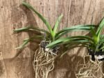 Vanda Fantastic Fanfare "Sarm Ng” Blooming Size (3.5” basket) - Image 5