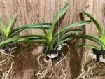 Vanda Fantastic Fanfare "Sarm Ng” Blooming Size (3.5” basket) - Image 4