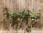 Vanda Fantastic Fanfare "Sarm Ng” Blooming Size (3.5” basket) - Image 2