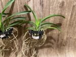 Vanda Fantastic Fanfare "Sarm Ng” Blooming Size (3.5” basket) - Image 6