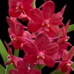 Vandachostylis (Crownfox Red Gem x Vanda Doctor Anek) Blooming Size (3.5” basket)