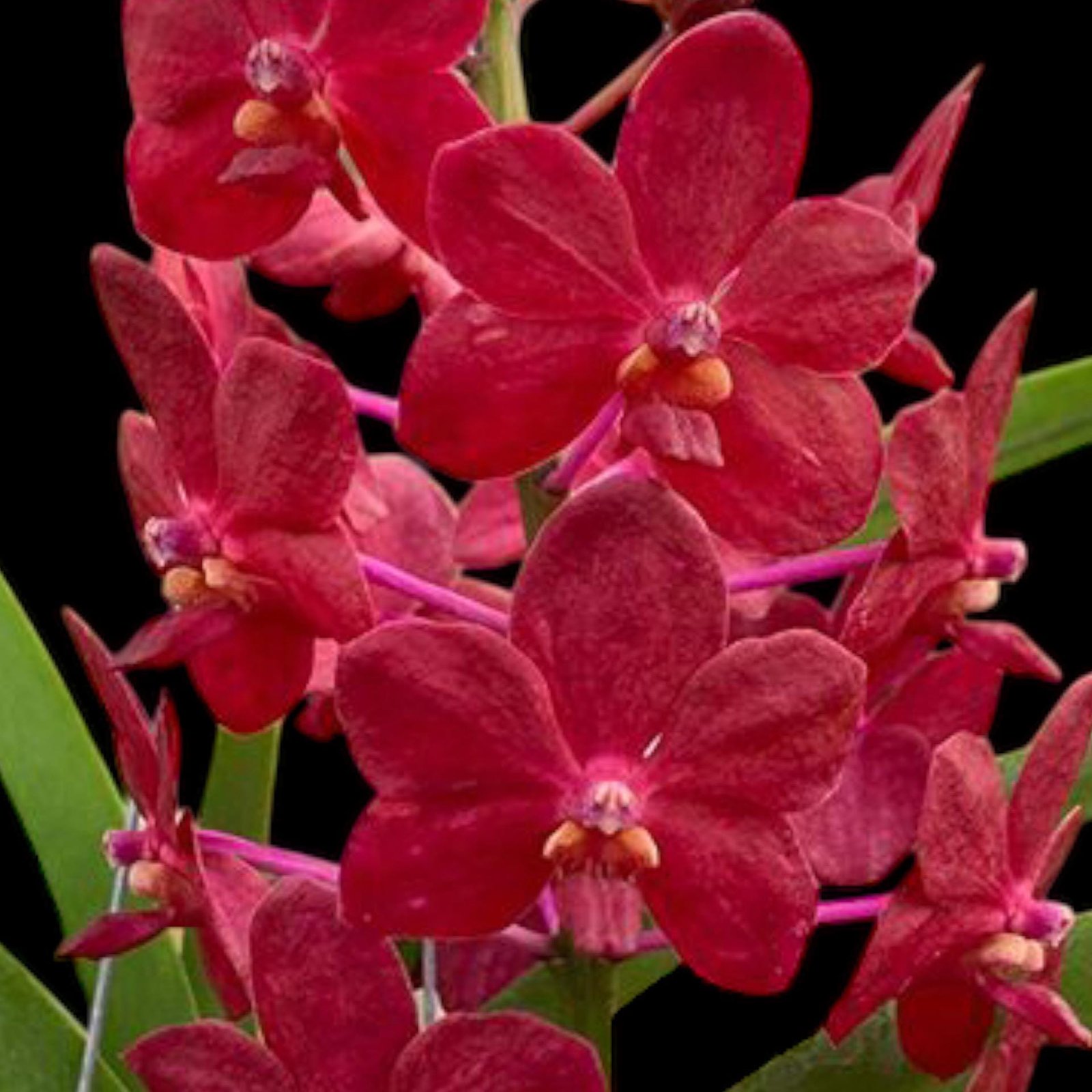 il_fullxfull.8611866795_fv4f.jpg Vandachostylis (Crownfox Red Gem x Vanda Doctor Anek) Blooming Size (3.5” basket) - Image 1