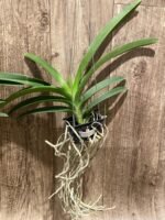 Vandachostylis (Crownfox Red Gem x Vanda Doctor Anek) Blooming Size (3.5” basket) - Image 2