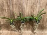 Vandachostylis (Crownfox Red Gem x Vanda Doctor Anek) Blooming Size (3.5” basket) - Image 5