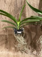 Vandachostylis (Crownfox Red Gem x Vanda Doctor Anek) Blooming Size (3.5” basket) - Image 4