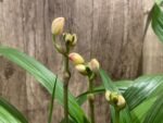 6 Spikes Ground Orchid Spathoglottis plicata “Yellow” (5” pot)