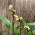 6 Spikes Ground Orchid Spathoglottis plicata “Yellow” (5” pot)