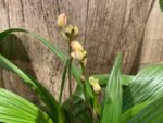 6 Spikes Ground Orchid Spathoglottis plicata “Yellow” (5” pot) - Image 2