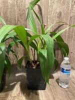 6 Spikes Ground Orchid Spathoglottis plicata “Yellow” (5” pot) - Image 5