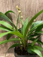 6 Spikes Ground Orchid Spathoglottis plicata “Yellow” (5” pot) - Image 8