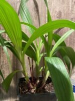 6 Spikes Ground Orchid Spathoglottis plicata “Yellow” (5” pot) - Image 3