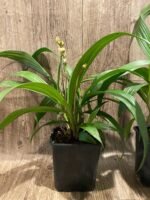 6 Spikes Ground Orchid Spathoglottis plicata “Yellow” (5” pot) - Image 9