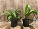 6 Spikes Ground Orchid Spathoglottis plicata “Yellow” (5” pot) - Image 12