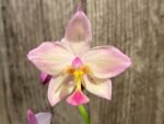 In Spikes Ground Orchid Spathoglottis plicata “Pink” (5” pot) - Image 2