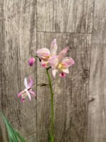 In Spikes Ground Orchid Spathoglottis plicata “Pink” (5” pot) - Image 3