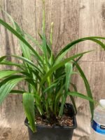 In Spikes Ground Orchid Spathoglottis plicata “Pink” (5” pot) - Image 4