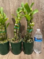 In Buds Fragrant - Dendrobium Bridal Red 'Celebration’ (4” pot) - Image 7
