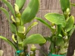 In Buds Fragrant - Dendrobium Bridal Red 'Celebration’ (4” pot) - Image 4