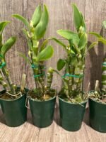 In Buds Fragrant - Dendrobium Bridal Red 'Celebration’ (4” pot) - Image 6