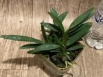 Triple Growths Vanda Hsinying Starry (Van. Pinky coerulea × Rhy. gigantea 'Spots') (3.5” pot) - Image 3