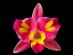 Slc. Fire Fantasy Royalty Blooming Size (3.5 pot)