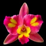 Slc. Fire Fantasy Royalty Blooming Size (3.5 pot)