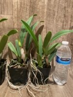Slc. Fire Fantasy Royalty Blooming Size (3.5 pot) - Image 3
