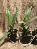 Slc. Fire Fantasy Royalty Blooming Size (3.5 pot) - Image 4