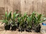Slc. Fire Fantasy Royalty Blooming Size (3.5 pot) - Image 6