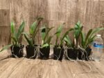 Slc. Fire Fantasy Royalty Blooming Size (3.5 pot) - Image 8