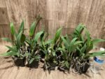 Slc. Fire Fantasy Royalty Blooming Size (3.5 pot) - Image 7