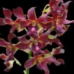 Dendrobium Red Spin Brown (3.5” pot) - Image 2